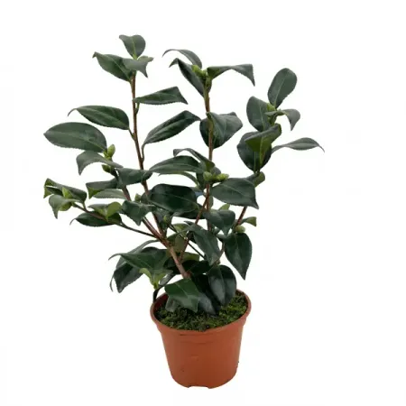 Камелия японская ø13 h45 см