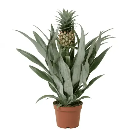 Ананас ø12 h45 см