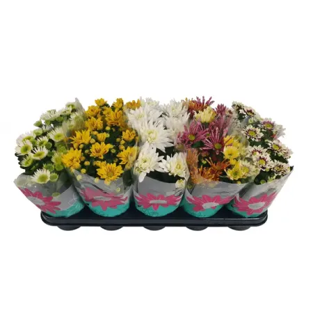 Хризантема Инд микс ø12 h20 см искусственные ы laurelchow шелк хризантема маргаритка кореопсис гербера