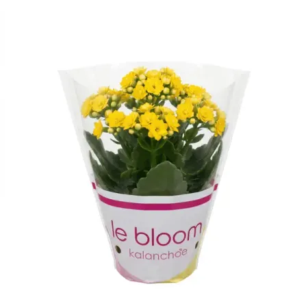 Каланхоэ Розалина Дабл микс ø8 h16 см