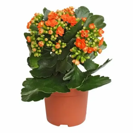 Каланхоэ Сценза микс ø12 h21 см