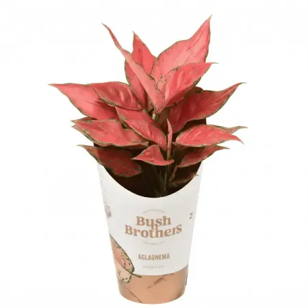 Аглаонема Стар Коллекшн ø12 h30 см