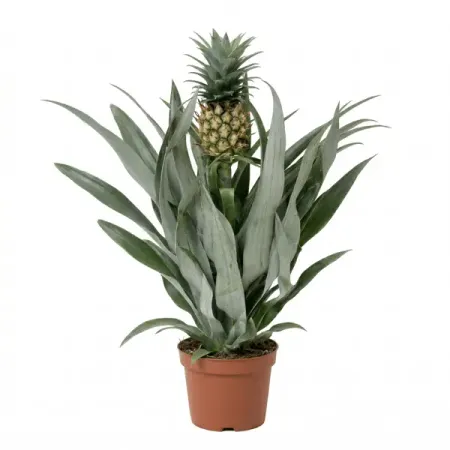 Ананас Ми Амиго ø12 h40 см