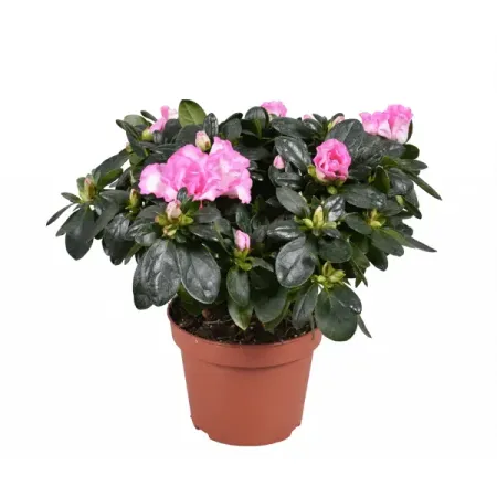 Азалия Фогель ø11 h20 см