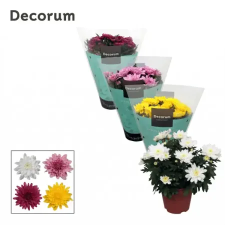 Хризантема Грандеза микс ø13 h25 см искусственные ы laurelchow шелк хризантема маргаритка кореопсис гербера