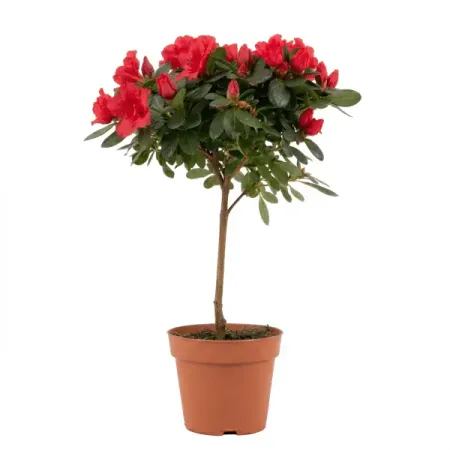 Азалия микс ø13 h40 см