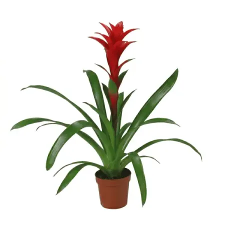 Гузмания Максима микс ø13 h60 см