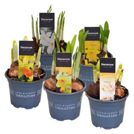 Нарцисс микс ø9 h15 см